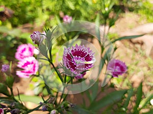 Sweet William flower in garden.Â 